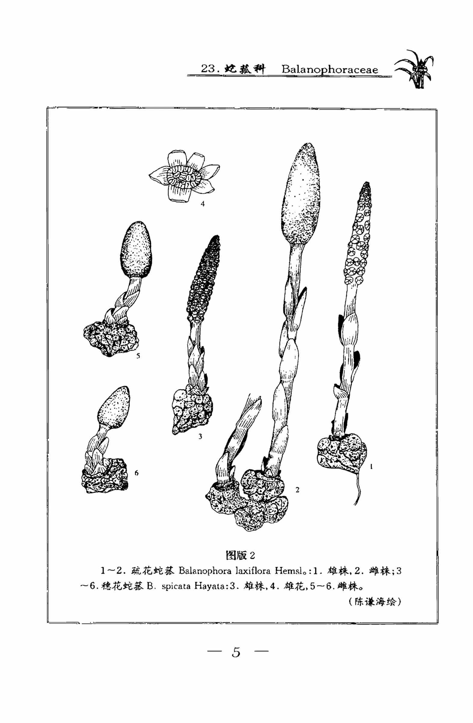 贵州植物志 第10卷.jpg