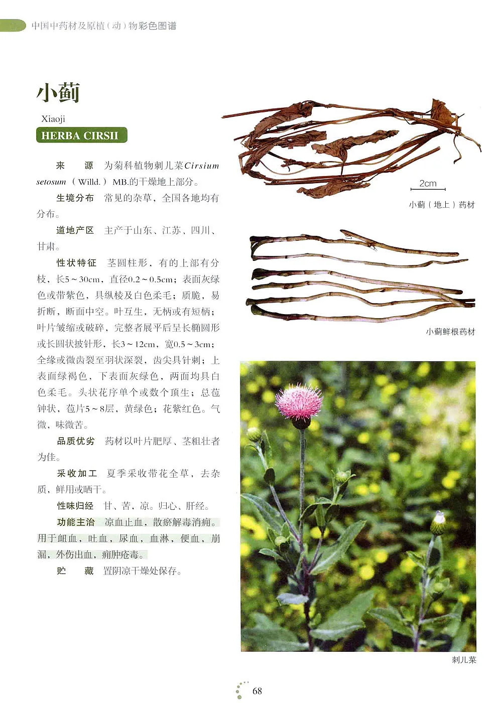 中国中药材及原植1.jpg